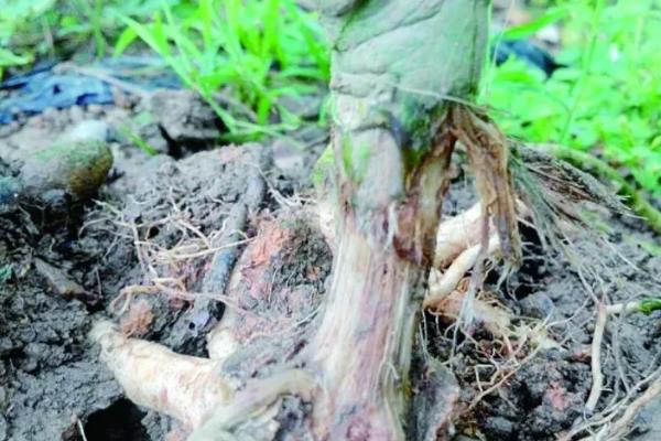 中药材使用什么除草剂，通常以苗后除草剂为主