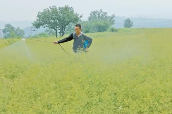 中药材使用什么除草剂，通常以苗后除草剂为主