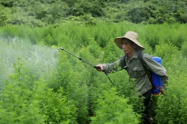 中药材使用什么除草剂，通常以苗后除草剂为主
