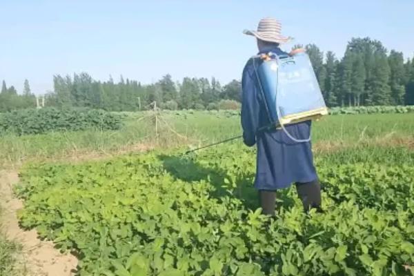 中药材使用什么除草剂，通常以苗后除草剂为主