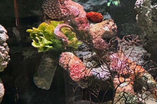 海马是海里的鱼吗，海马是海里的鱼类