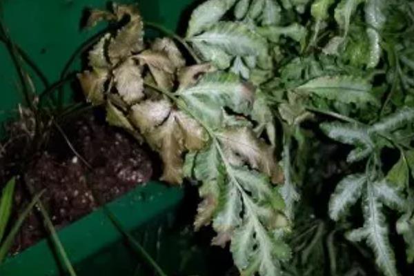 金丝猴蕨的养殖方法，喜欢在湿润的环境中生长