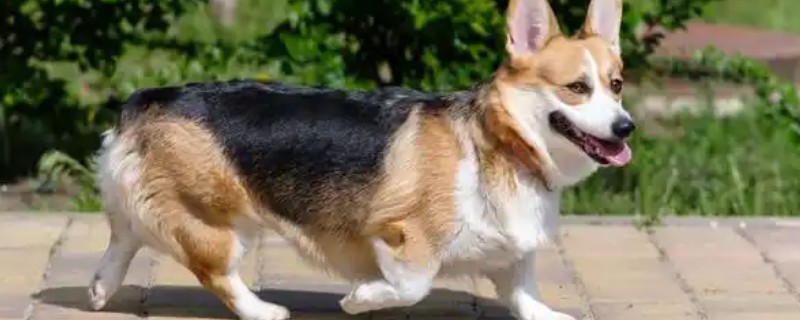 柯基幼犬的挑选方法，从种类、性格等方面做选择