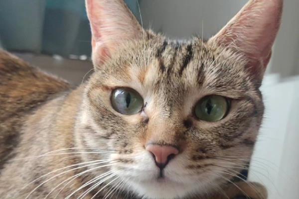 猫咪眼睛变色的原因，可能是虹膜原因或光线折射所致