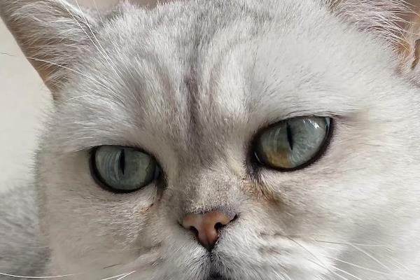 猫咪眼睛变色的原因，可能是虹膜原因或光线折射所致