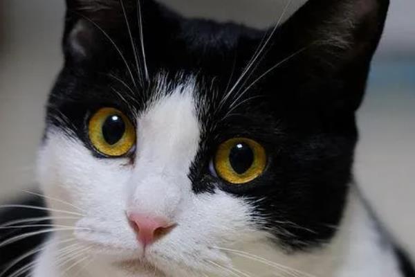 猫咪眼睛变色的原因，可能是虹膜原因或光线折射所致