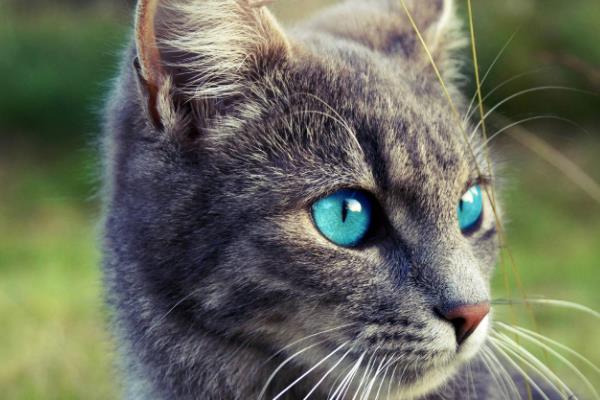 猫咪眼睛变色的原因，可能是虹膜原因或光线折射所致