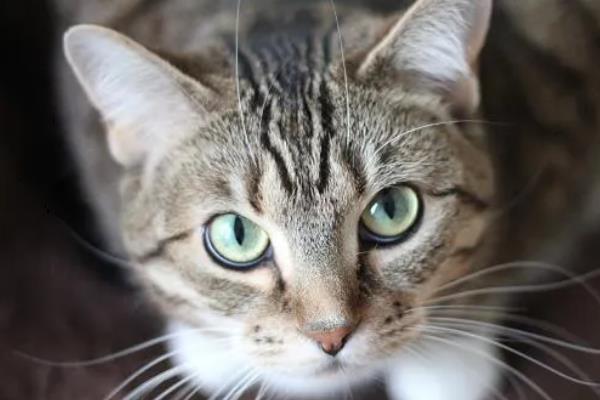 猫咪眼睛变色的原因，可能是虹膜原因或光线折射所致