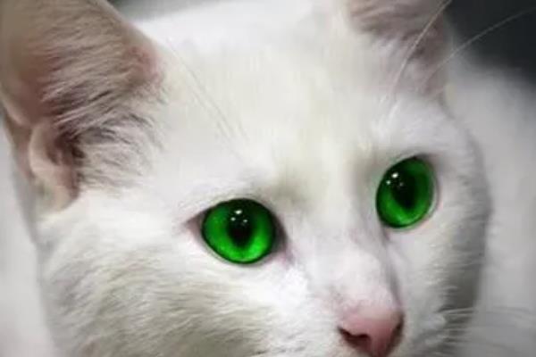 猫咪眼睛变色的原因，可能是虹膜原因或光线折射所致
