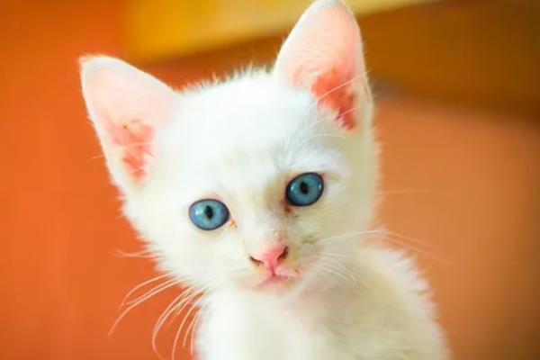 猫咪眼睛变色的原因，可能是虹膜原因或光线折射所致