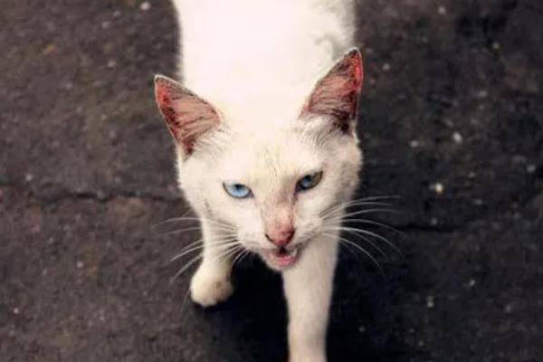 猫咪眼睛变色的原因，可能是虹膜原因或光线折射所致