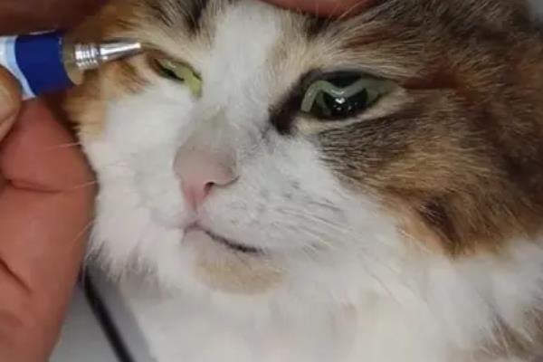 猫咪眼睛变色的原因，可能是虹膜原因或光线折射所致