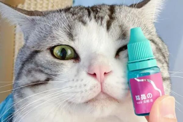 猫咪眼睛变色的原因，可能是虹膜原因或光线折射所致