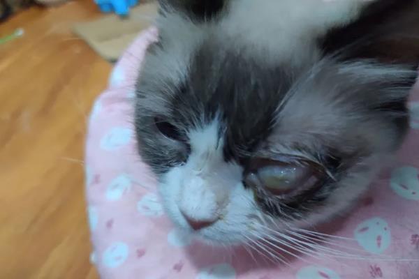 猫咪眼睛变色的原因，可能是虹膜原因或光线折射所致