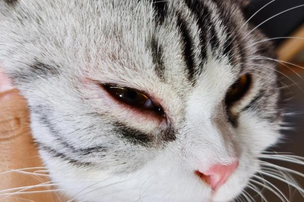 猫咪眼睛变色的原因，可能是虹膜原因或光线折射所致