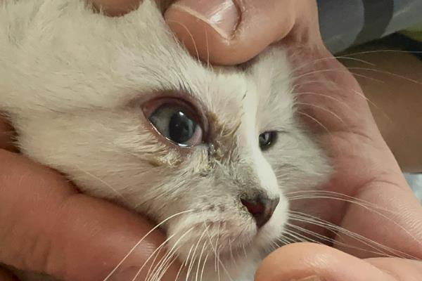 猫咪眼睛变色的原因，可能是虹膜原因或光线折射所致