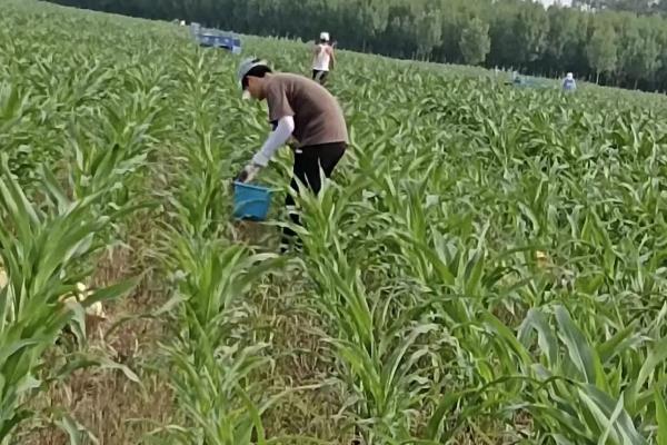 河北种谷子的时间，主要集中在5-6月份