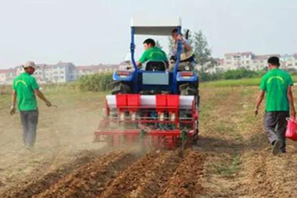 花生什么时候追肥，幼苗期叶茎开始分支时追团棵肥