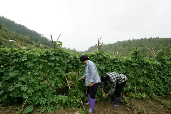 苦瓜一年能种多少次，生长期较短可栽培3-4次左右