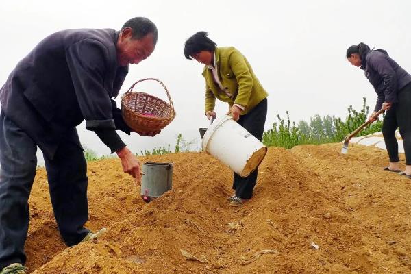 花生什么时候追肥，幼苗期叶茎开始分支时追团棵肥