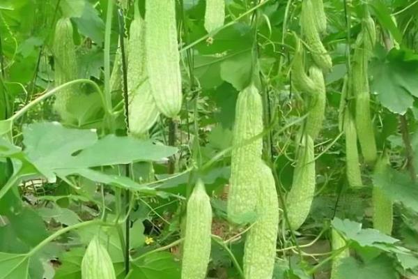 苦瓜一年能种多少次，生长期较短可栽培3-4次左右