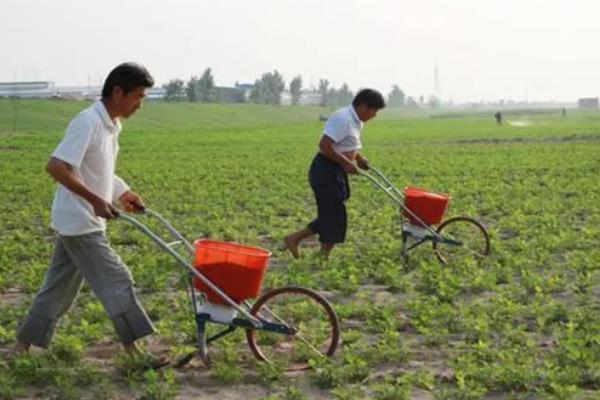 花生什么时候追肥，幼苗期叶茎开始分支时追团棵肥