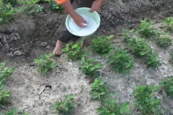 花生什么时候追肥，幼苗期叶茎开始分支时追团棵肥