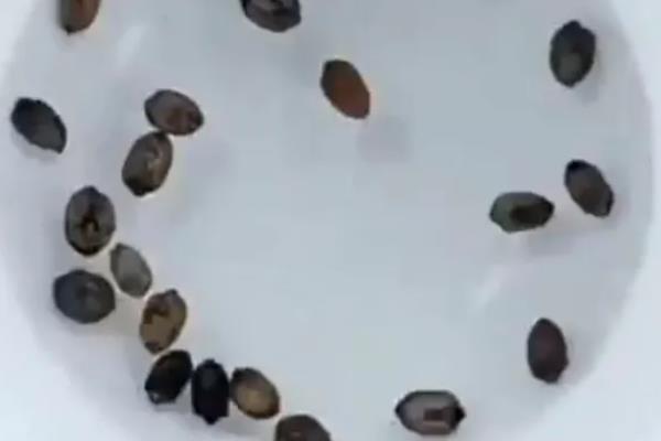 苦瓜一年能种多少次，生长期较短可栽培3-4次左右