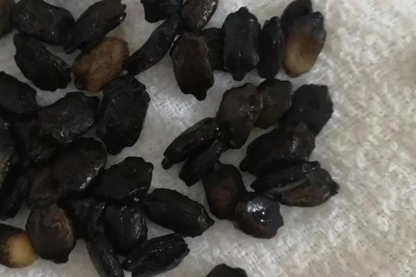 苦瓜一年能种多少次，生长期较短可栽培3-4次左右
