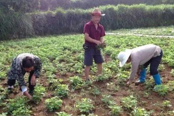 花生什么时候追肥，幼苗期叶茎开始分支时追团棵肥