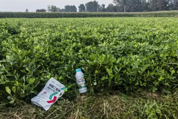 花生什么时候追肥，幼苗期叶茎开始分支时追团棵肥