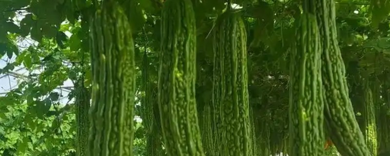 苦瓜一年能种多少次，生长期较短可栽培3-4次左右