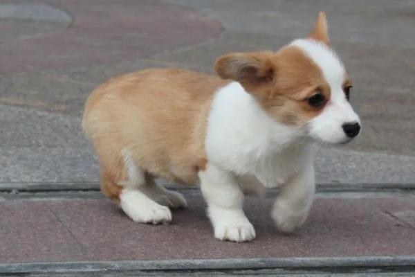 柯基幼犬的挑选方法，从种类、性格等方面做选择