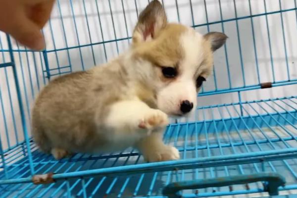 柯基幼犬的挑选方法，从种类、性格等方面做选择