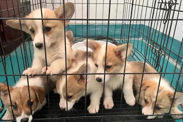 柯基幼犬的挑选方法，从种类、性格等方面做选择