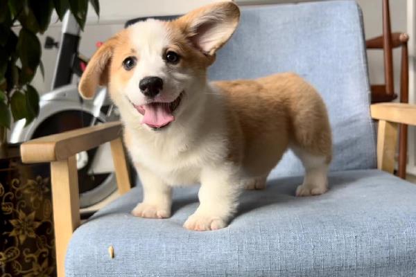 柯基幼犬的挑选方法，从种类、性格等方面做选择