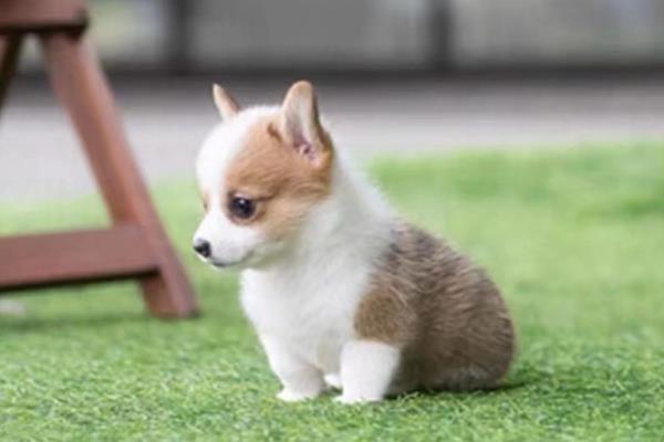 柯基幼犬的挑选方法，从种类、性格等方面做选择