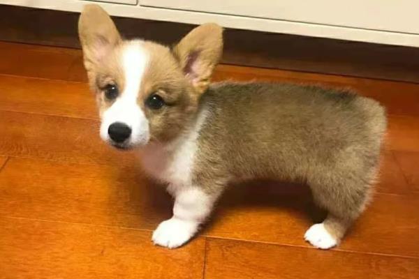 柯基幼犬的挑选方法，从种类、性格等方面做选择