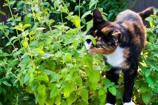 什么是猫薄荷，其实是一种草药