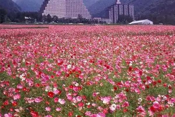 格桑花的外形特征，其舌片为椭圆状倒卵形