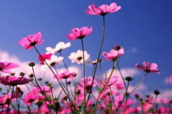 格桑花的外形特征，其舌片为椭圆状倒卵形