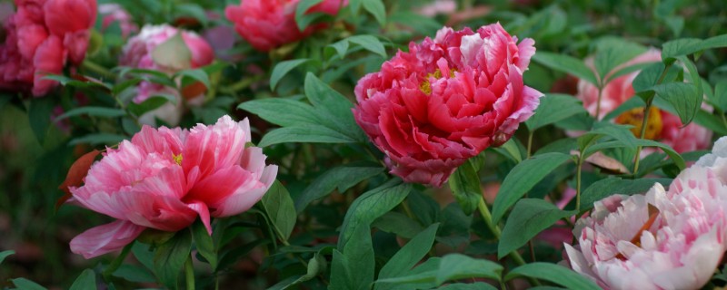 芍药开花的影响因素，气温、水分均会影响