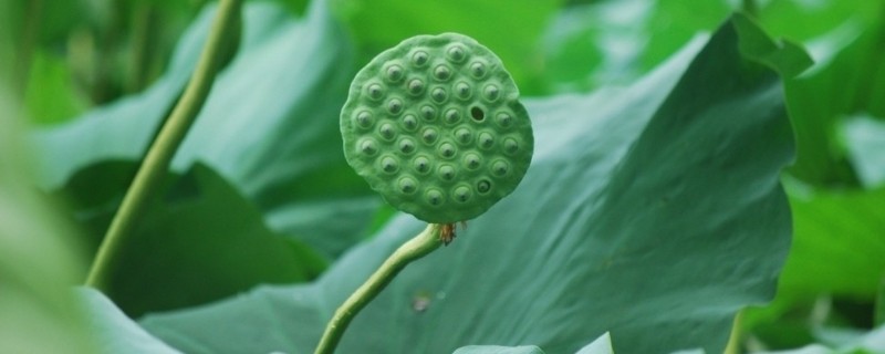 莲蓬的寓意，寓意多子多孙