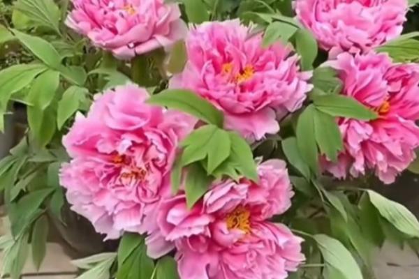 芍药开花的影响因素，气温、水分均会影响