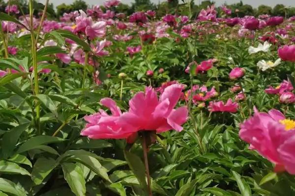 芍药开花的影响因素，气温、水分均会影响