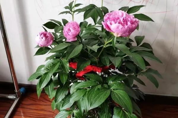 芍药开花的影响因素，气温、水分均会影响