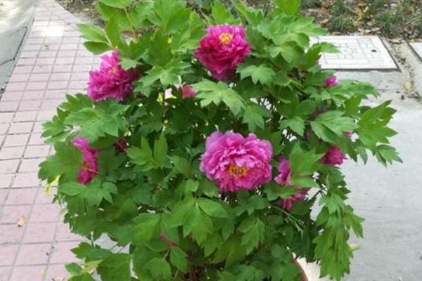 芍药开花的影响因素，气温、水分均会影响