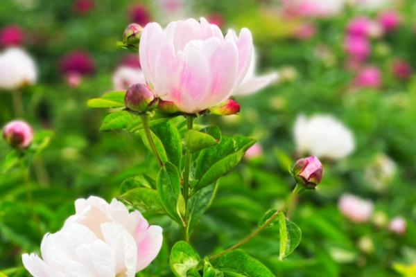 芍药开花的影响因素，气温、水分均会影响