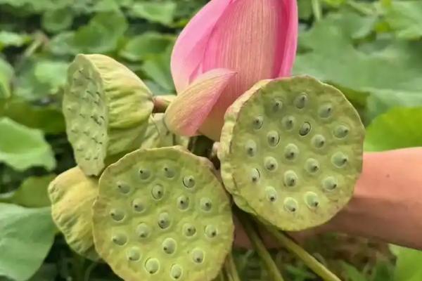 莲蓬的寓意，寓意多子多孙