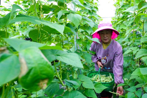 芸豆长期保存的方法，煮到半生半熟后放入冷冻室保存
